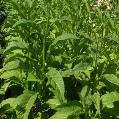 Mexican smoking tobacco Mostrenco